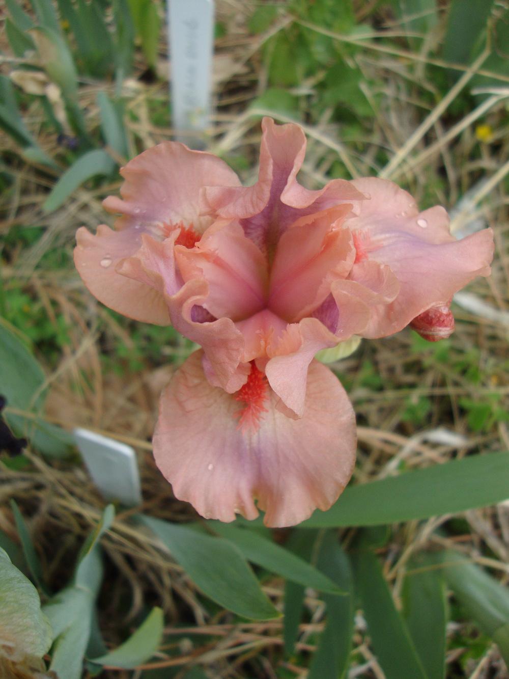 Photo of Standard Dwarf Bearded Iris (Iris 'Lovable Pink') uploaded by Paul2032