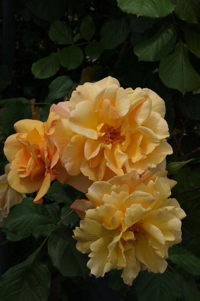 Photo of Rose (Rosa 'Autumn Sunset') uploaded by admin