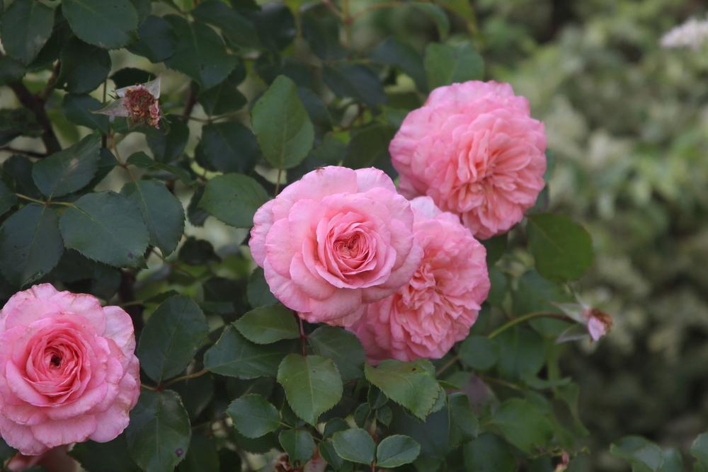 Photo of Rose (Rosa 'Savannah') uploaded by dave