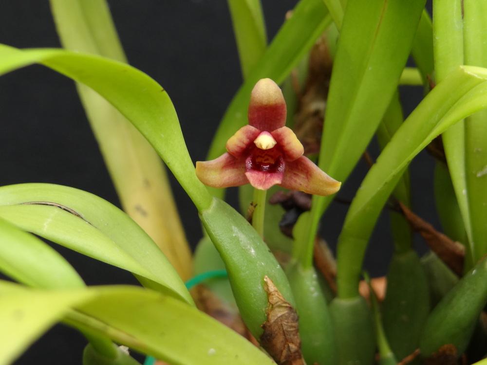 Photo of Orchid (Maxillaria variabilis) uploaded by hawkarica