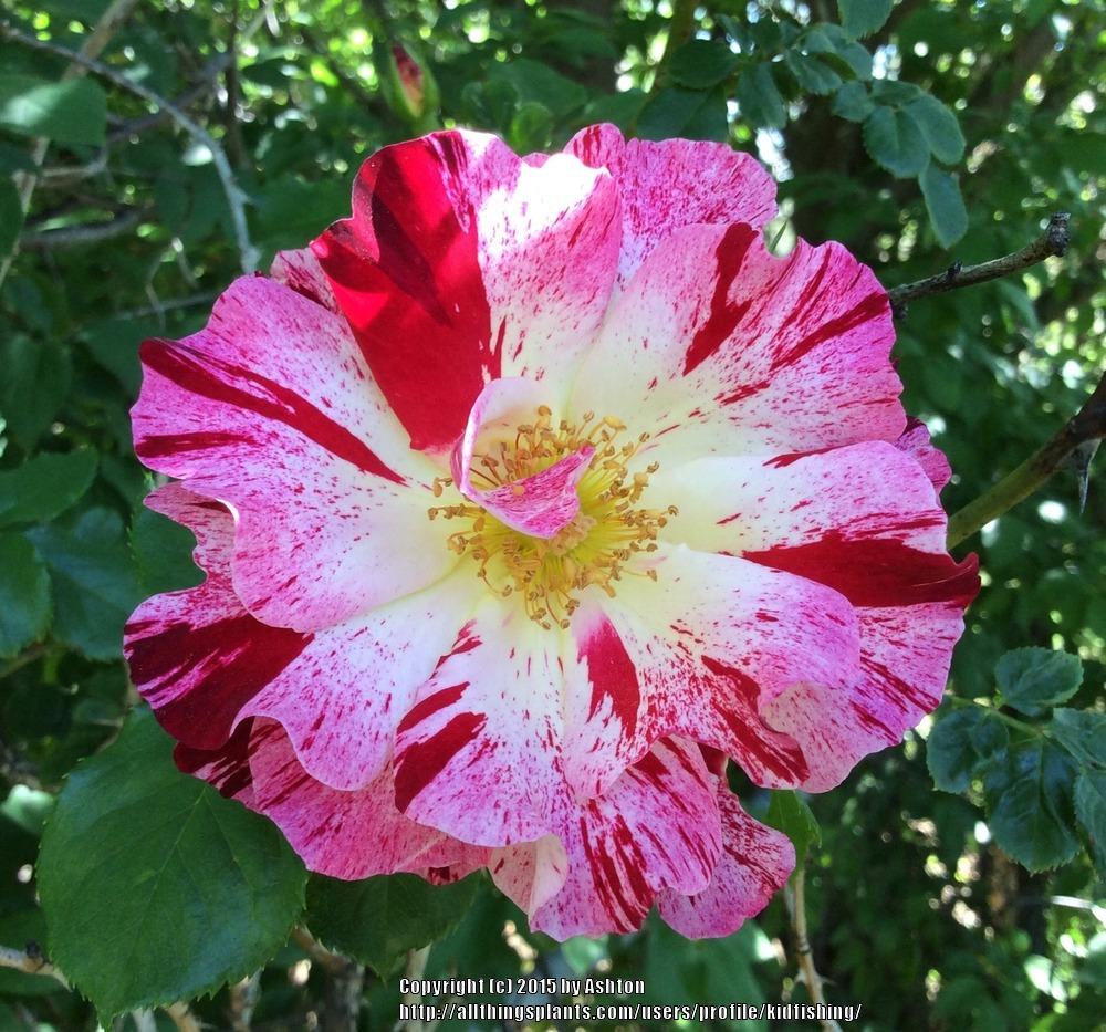 Photo of Large-Flowered Climbing Rose (Rosa 'Fourth of July') uploaded by kidfishing