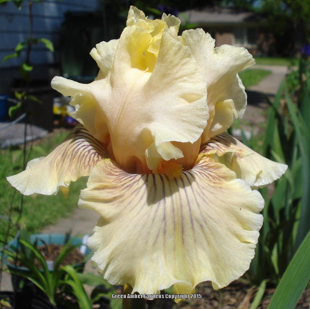 Photo of Tall Bearded Iris (Iris 'Cotillion Gown') uploaded by lovemyhouse