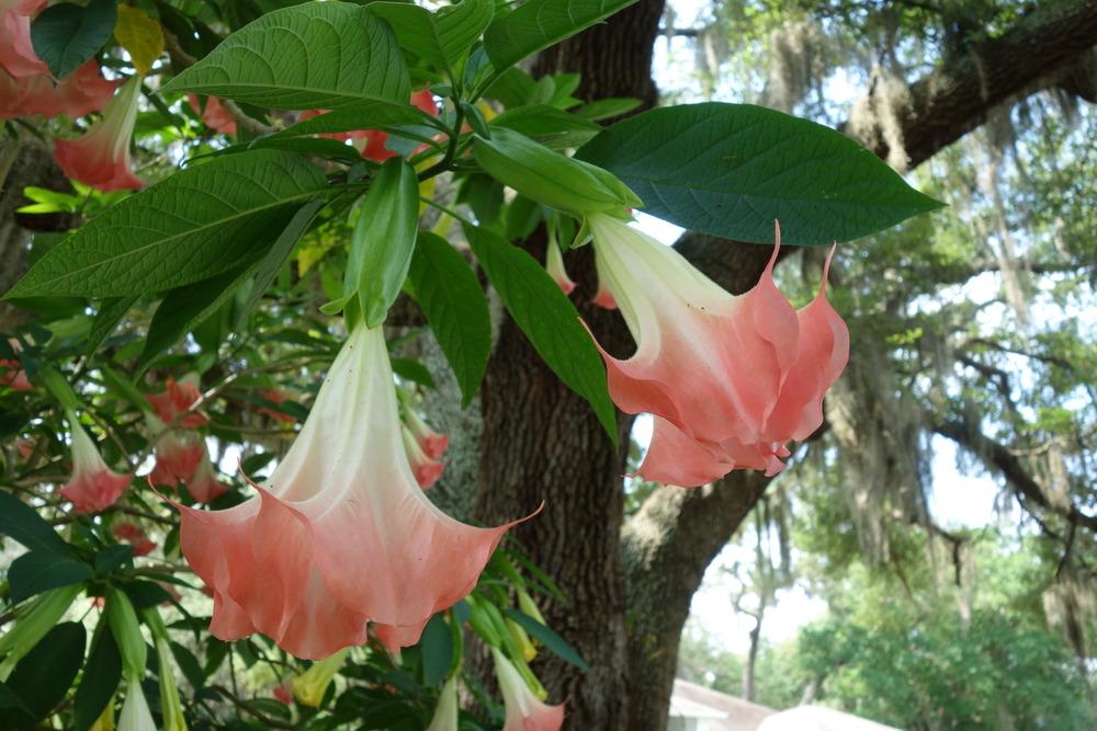 Photo of Angel's Trumpets (Brugmansia) uploaded by mellielong