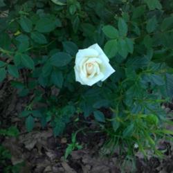 Location: murchison, tx
Date: 2015-04-25
miniature rosa "Innocence"
