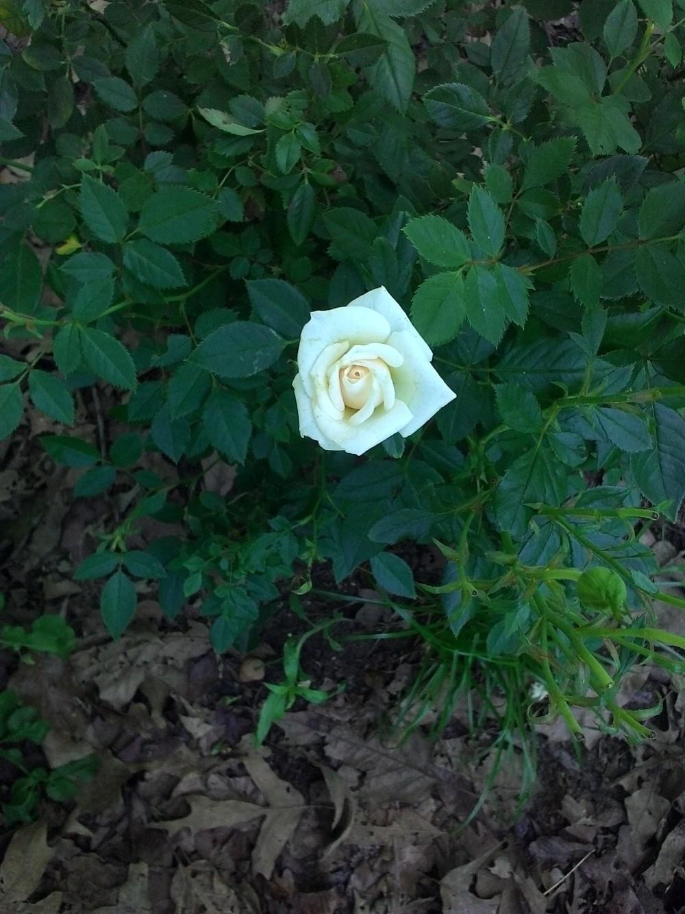 Photo of Rose (Rosa 'Innocence') uploaded by texaskitty111
