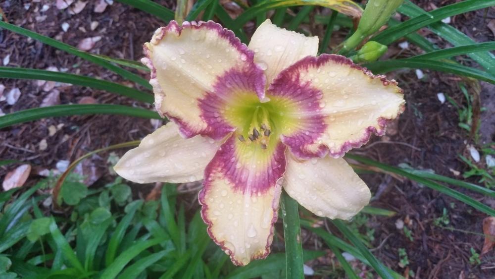 Photo of Daylily (Hemerocallis 'Another Day in Paradise') uploaded by value4dollars