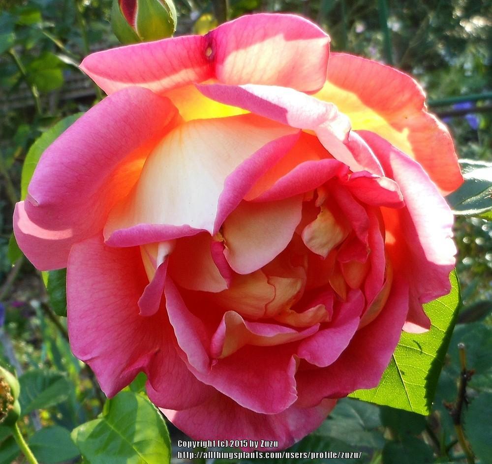 Photo of Rose (Rosa 'Condesa de Sastago') uploaded by zuzu
