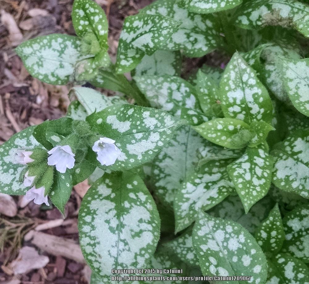 Photo of Lungwort (Pulmonaria saccharata 'Mrs. Moon') uploaded by Catmint20906
