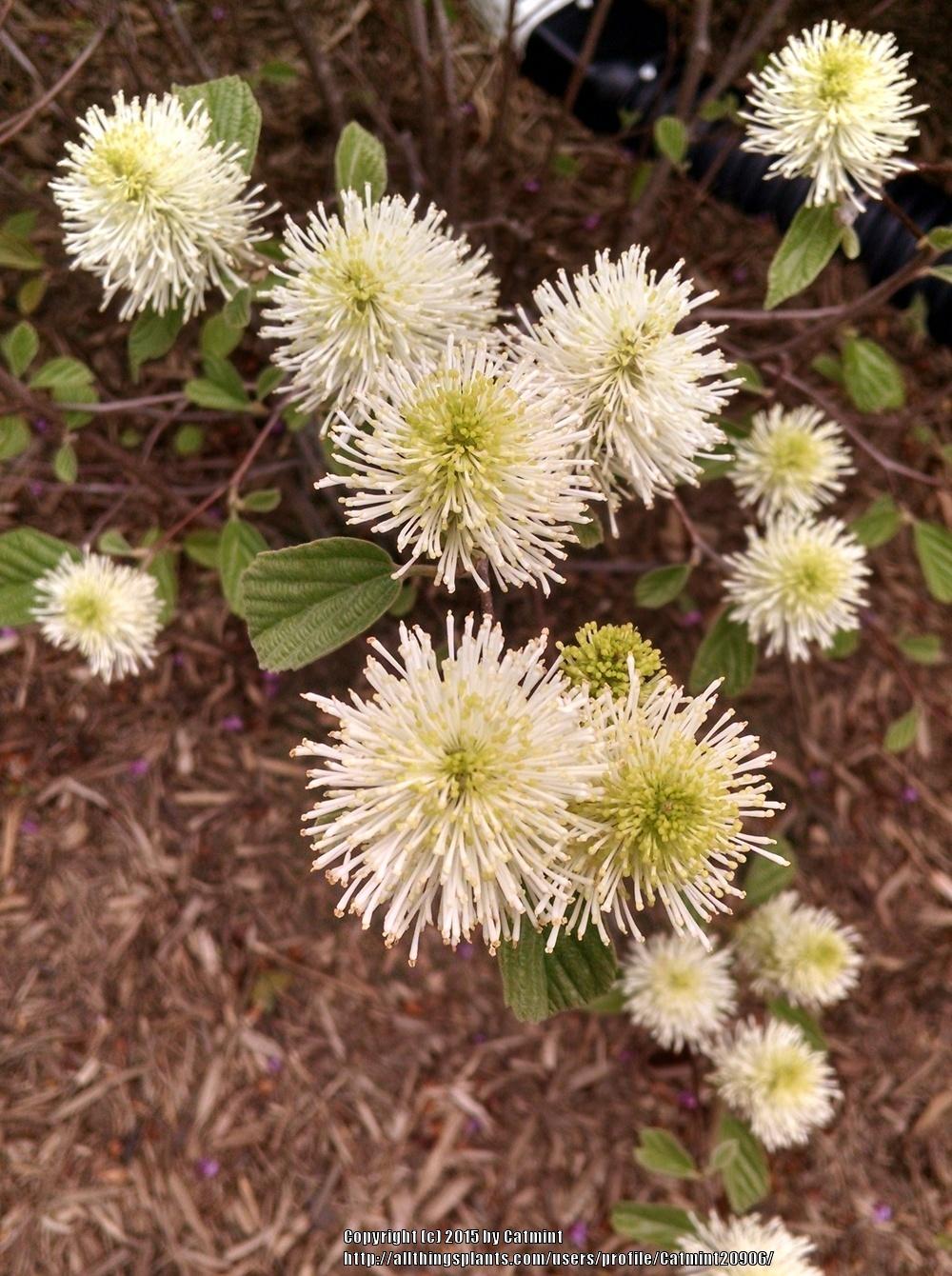 Photo of Dwarf Fothergilla (Fothergilla 'Mount Airy') uploaded by Catmint20906