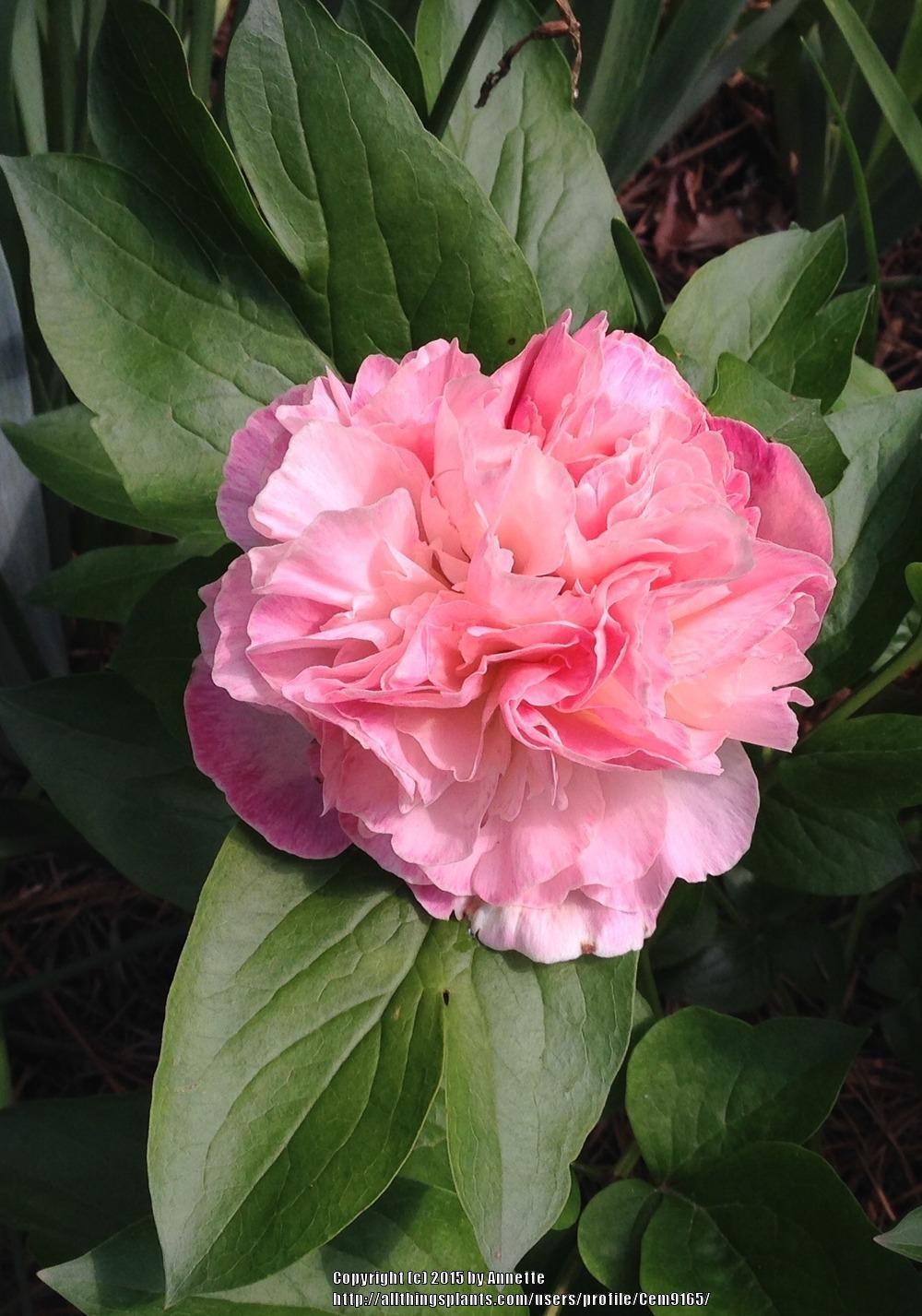 Photo of Peony (Paeonia 'Lois' Choice') uploaded by Cem9165