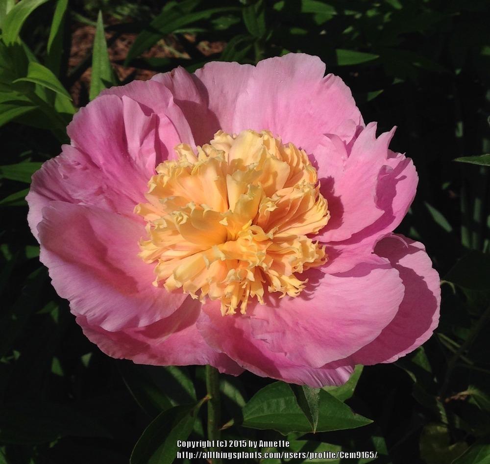 Photo of Peony (Paeonia 'Show Girl') uploaded by Cem9165