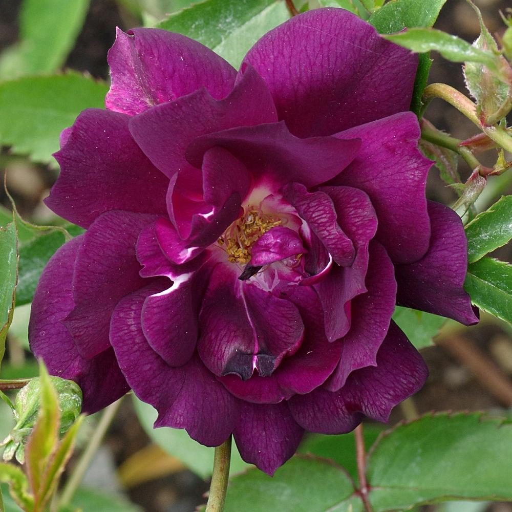 Photo of Rose (Rosa 'Midnight Blue') uploaded by dirtdorphins