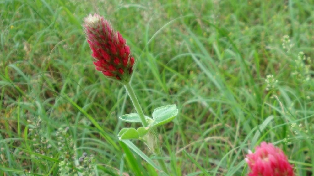 Photo of Crimson Clover (Trifolium incarnatum) uploaded by flaflwrgrl