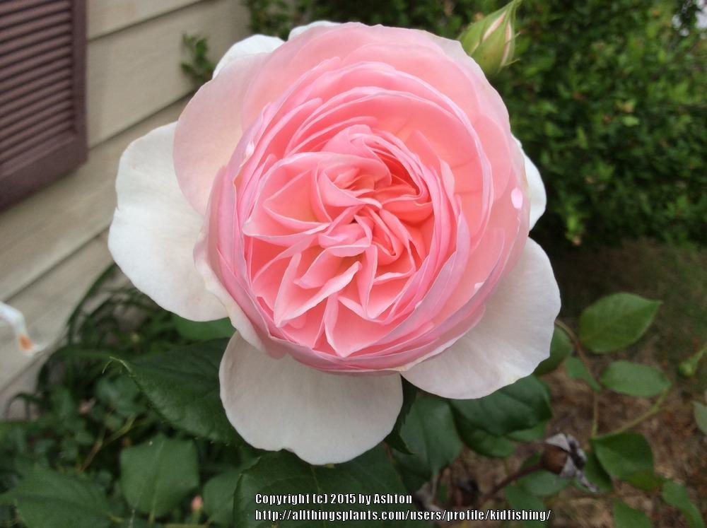 Photo of Rose (Rosa 'Mary Rose') uploaded by kidfishing