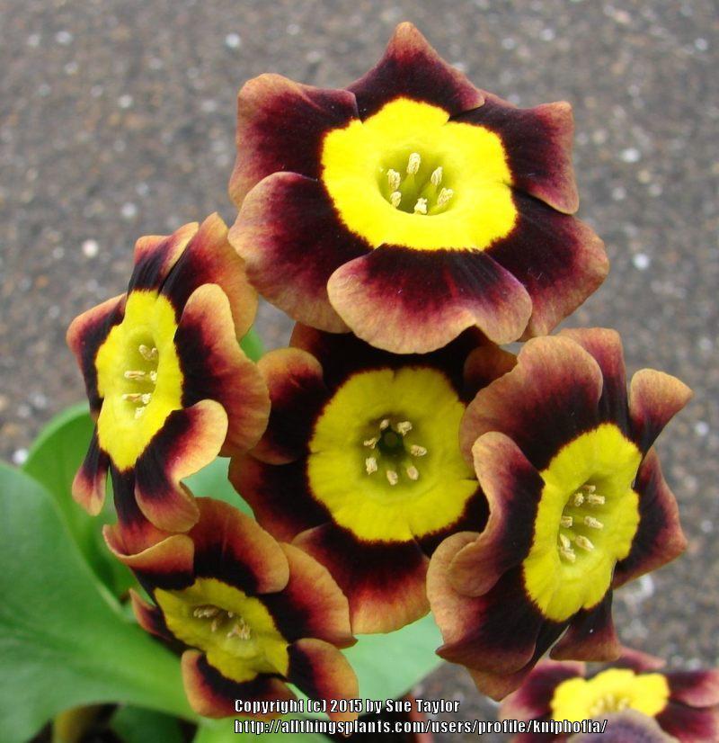 Photo of Alpine Auricula (Primula auricula 'Indian Love Call') uploaded by kniphofia