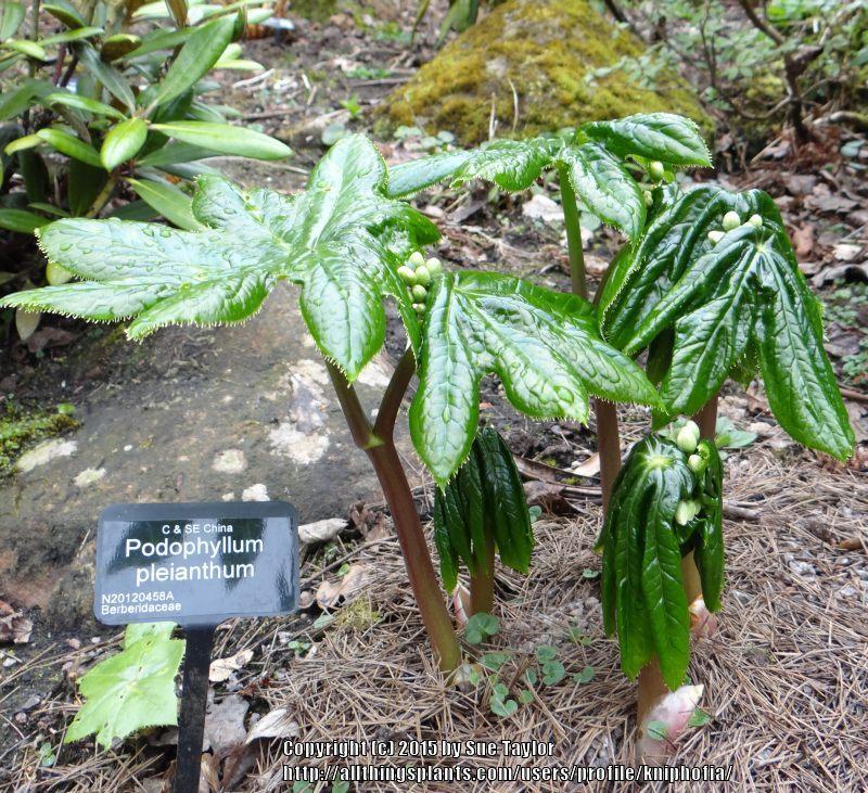 Photo of Asian Mayapple (Dysosma pleiantha) uploaded by kniphofia