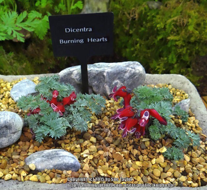 Photo of Bleeding Heart (Dicentra 'Burning Hearts') uploaded by kniphofia