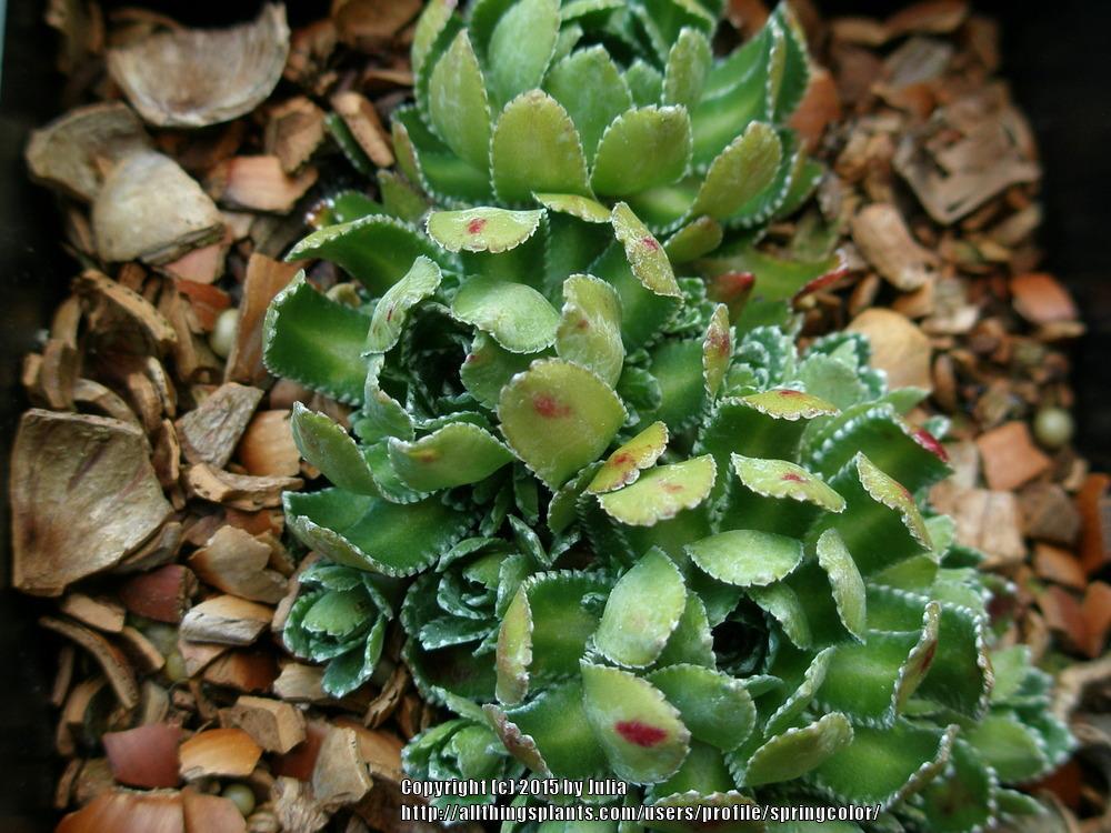 Photo of Saxifraga cochlearis 'Major' uploaded by springcolor