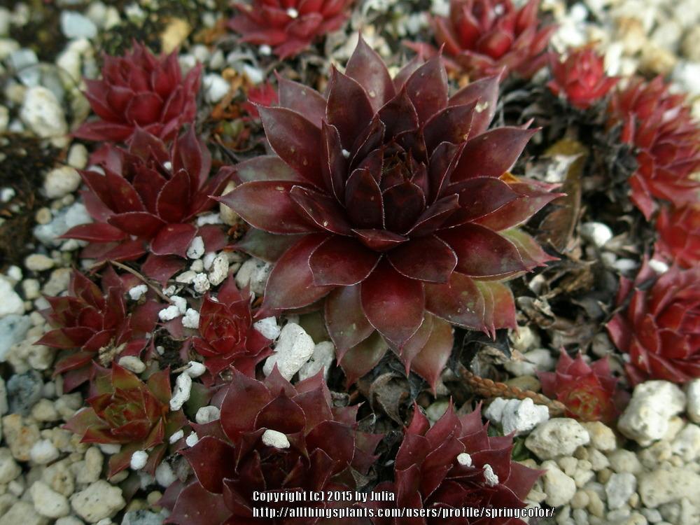 Photo of Hen and Chicks (Sempervivum 'Jungle Fires') uploaded by springcolor