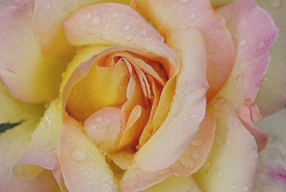 Photo of Hybrid Tea Rose (Rosa 'Peace') uploaded by Fleur569