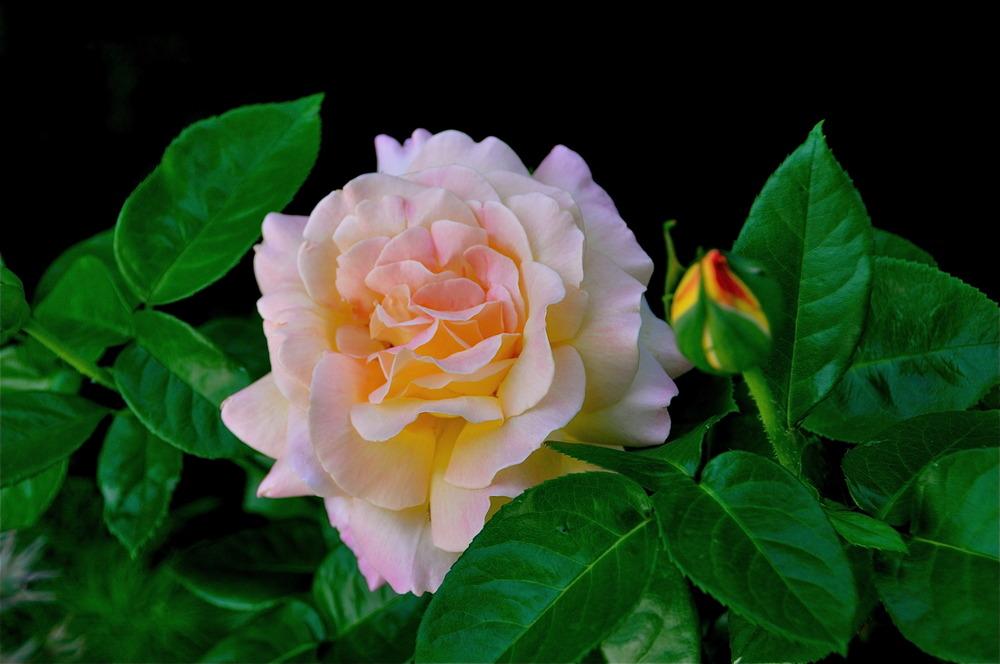 Photo of Hybrid Tea Rose (Rosa 'Peace') uploaded by Fleur569