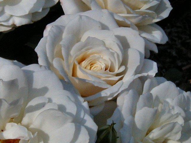 Photo of Rose (Rosa 'Fabulous!') uploaded by RoseBlush1