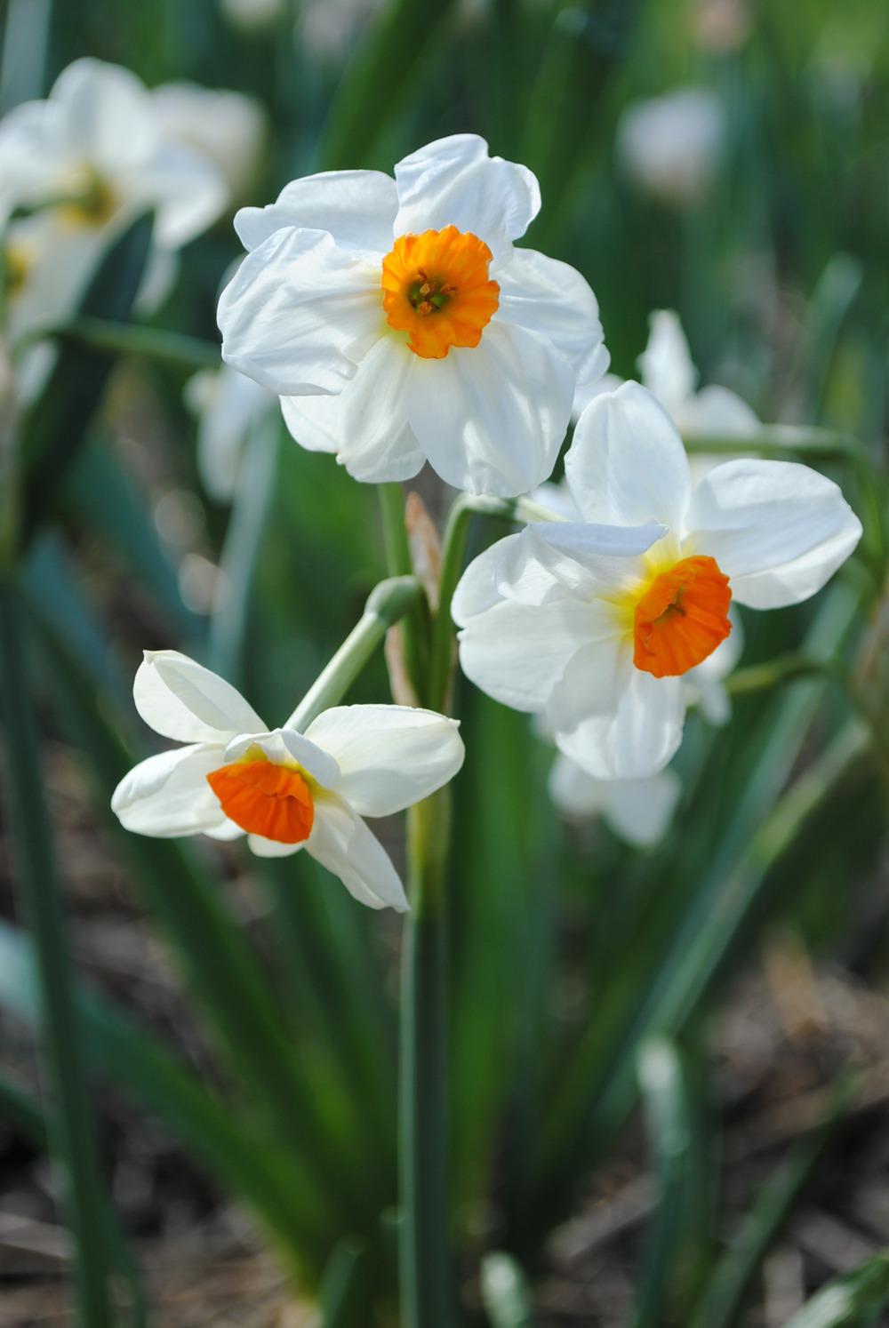 Daffodils Plant Care and Collection of Varieties