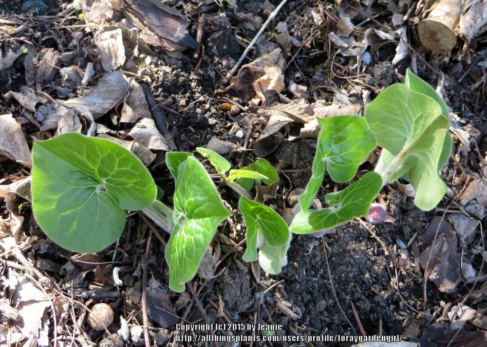 Photo of Wild Ginger (Asarum canadense) uploaded by foraygardengirl