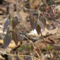 Location: Allentown, Pennsylvania
Date: 2015-04-26
maroonish leaves in early spring