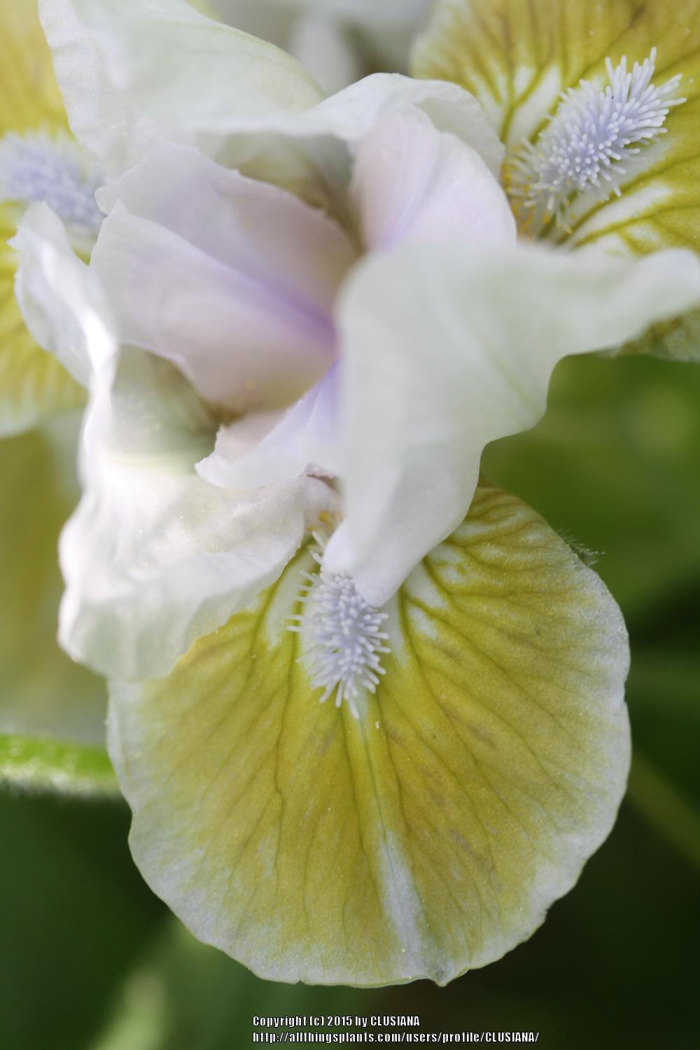 Photo of Miniature Dwarf Bearded Iris (Iris 'Celtic Pixie') uploaded by CLUSIANA