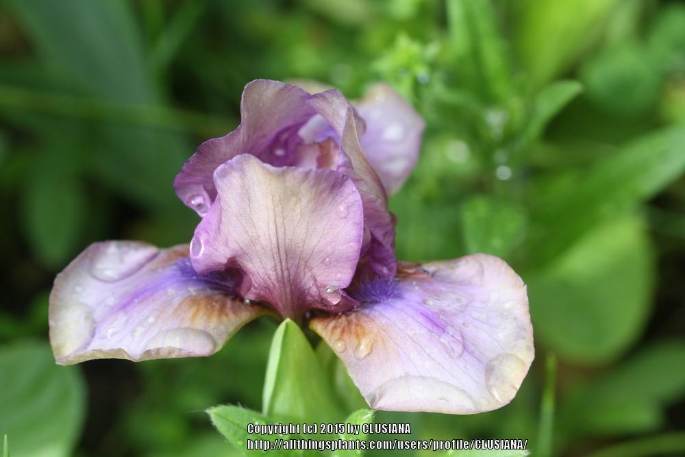 Photo of Standard Dwarf Bearded Iris (Iris 'Brighde') uploaded by CLUSIANA