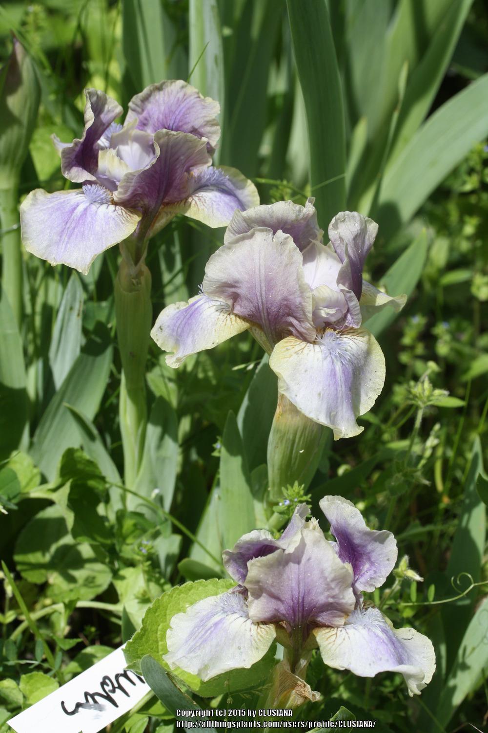 Photo of Miniature Dwarf Bearded Iris (Iris 'Island Waters') uploaded by CLUSIANA