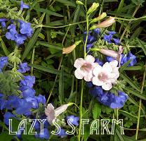 Photo of Blue Sage (Salvia azurea) uploaded by Joy