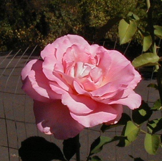 Photo of Hybrid Tea Rose (Rosa 'Tiffany') uploaded by RoseBlush1