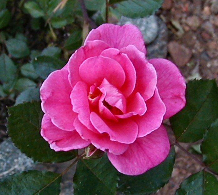 Photo of Rose (Rosa 'Lyn Griffith') uploaded by RoseBlush1