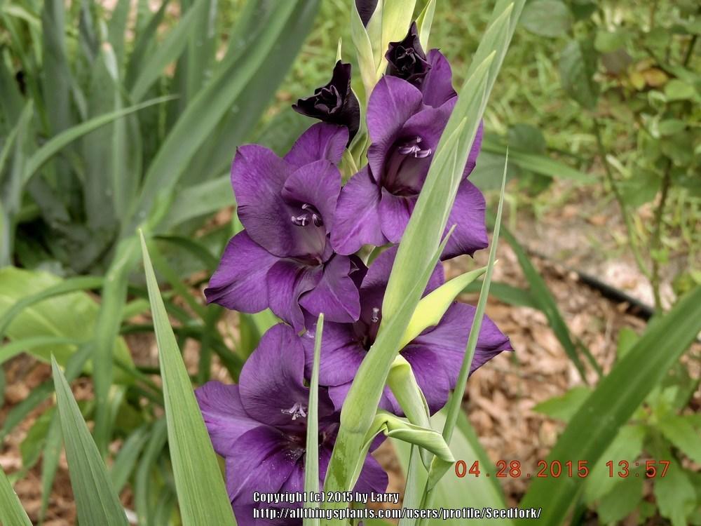 Photo of Hybrid Gladiola (Gladiolus x gandavensis 'Blue Lagoon') uploaded by Seedfork