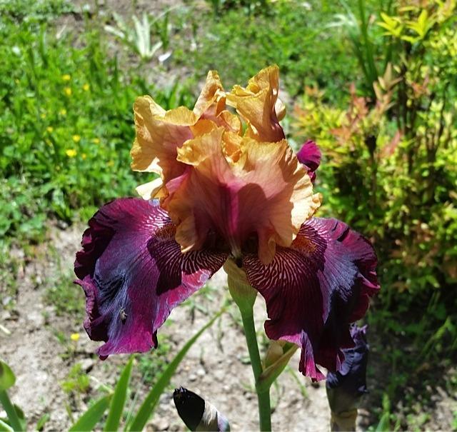 Photo of Tall Bearded Iris (Iris 'Soft Jazz') uploaded by campsharyn
