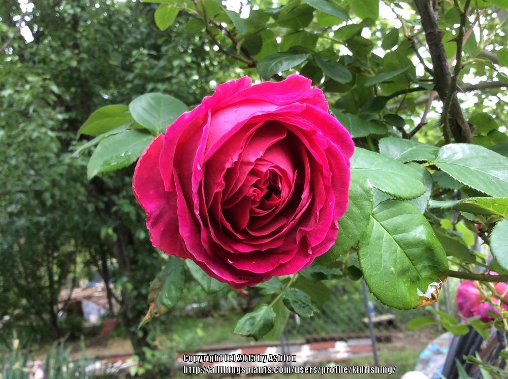 Photo of English Shrub Rose (Rosa 'Othello') uploaded by kidfishing