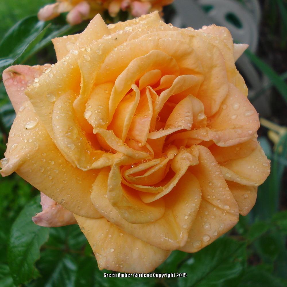 Photo of Roses (Rosa) uploaded by lovemyhouse