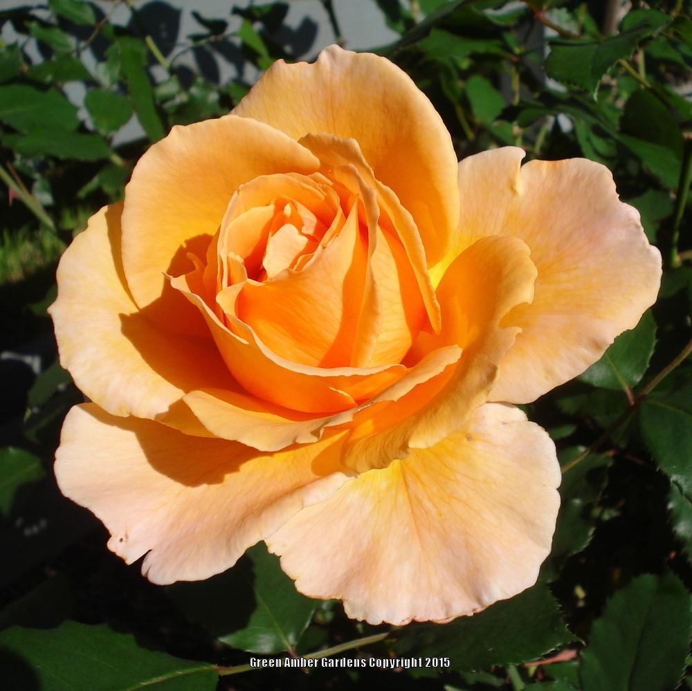 Photo of Rose (Rosa 'Just Joey') uploaded by lovemyhouse