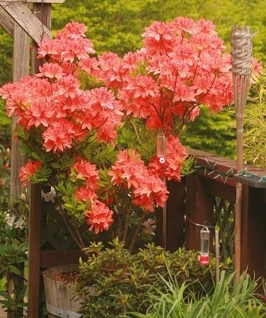 Photo of Rhododendrons (Rhododendron) uploaded by riverman123