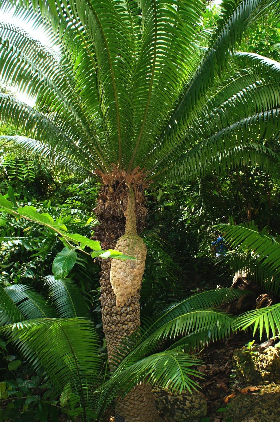 Photo of Giant Dioon (Dioon spinulosum) uploaded by skylark