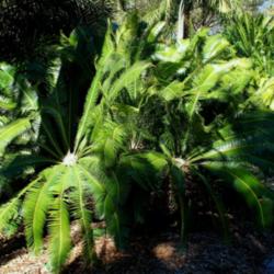 Location: Miami, FL
Date: 2015-01
Fairchild gardens