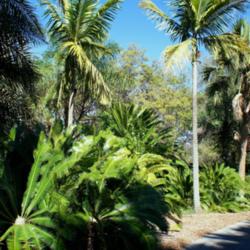 Location: Miami, FL
Date: 2015-01
Fairchild gardens - Dioon edule grove