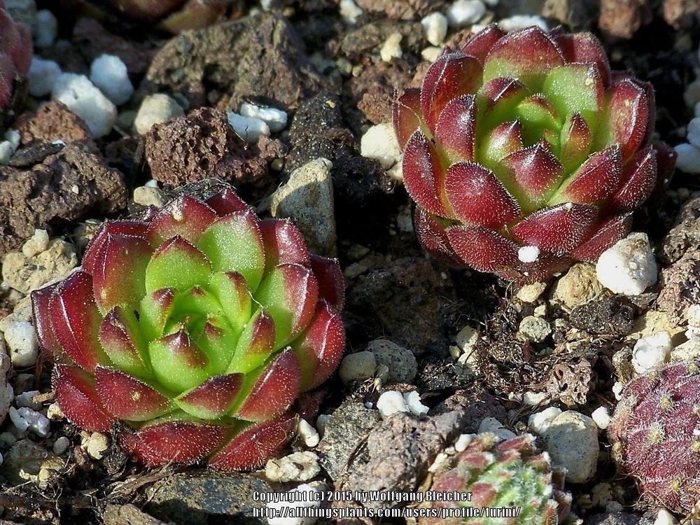 Photo of Hen and Chicks (Sempervivum 'Plastic') uploaded by turini