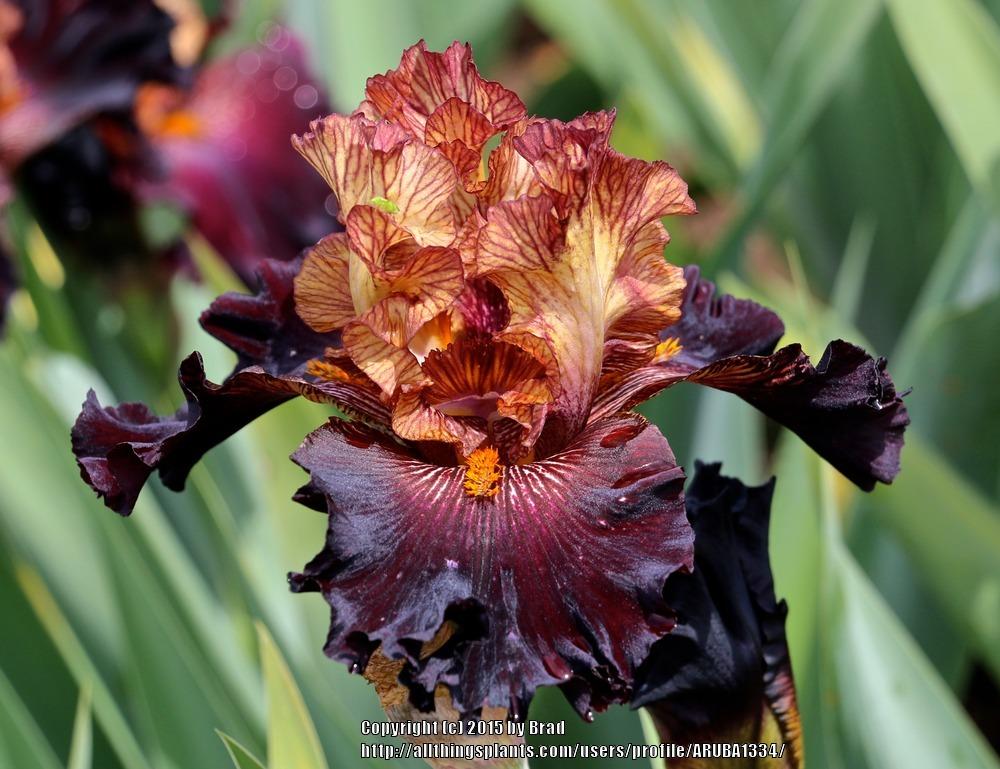 Photo of Tall Bearded Iris (Iris 'Caramel 'n Chocolate') uploaded by ARUBA1334