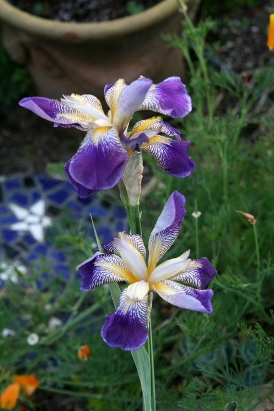Photo of Tall Bearded Iris (Iris 'Rhythm') uploaded by Calif_Sue