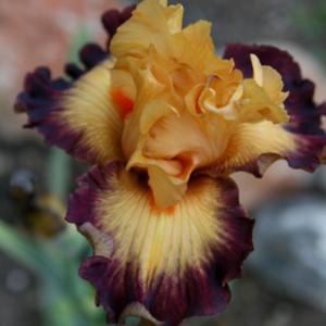 Tall Bearded Iris (Iris 'Jazz Band') in the Irises Database - Garden.org