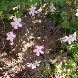 Location: Maryland
Date: 2015-04-29
Chocolate color leaves with pale lavender/blue flowers