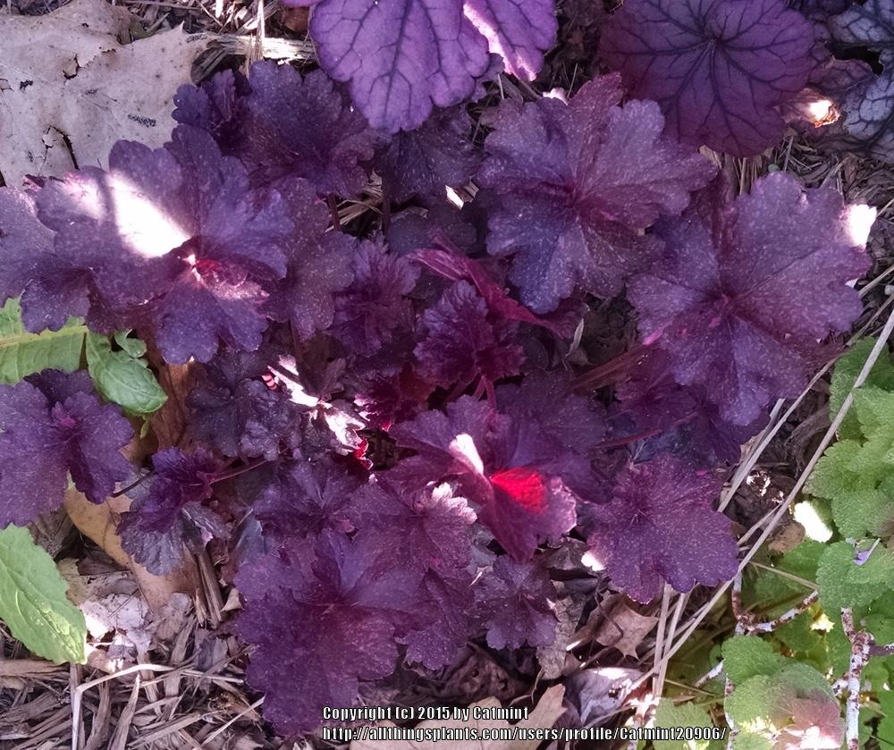 Photo of Coral Bells (Heuchera 'Midnight Rose') uploaded by Catmint20906
